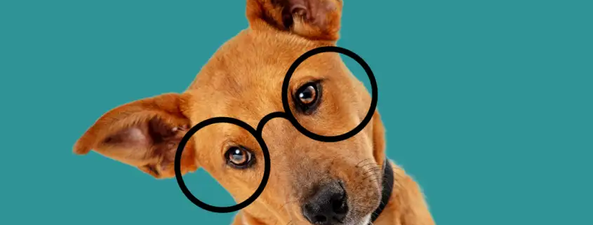 sød hund med briller