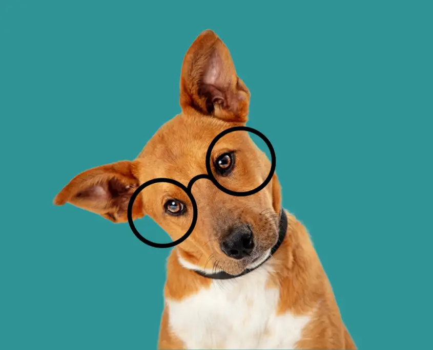 skotsk Lænestol fugtighed Tilmeld dig nyhedsmail med tips og viden om hunde - Hundeklinikken