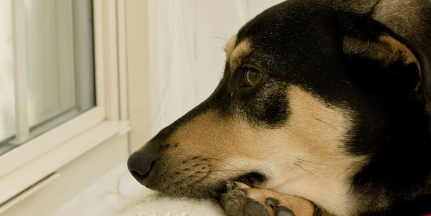 Nyt studie om hundes velfaerd
