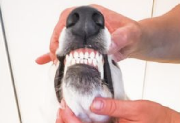 Hund til kontrol hos dyrlæge nær Frederiksberg