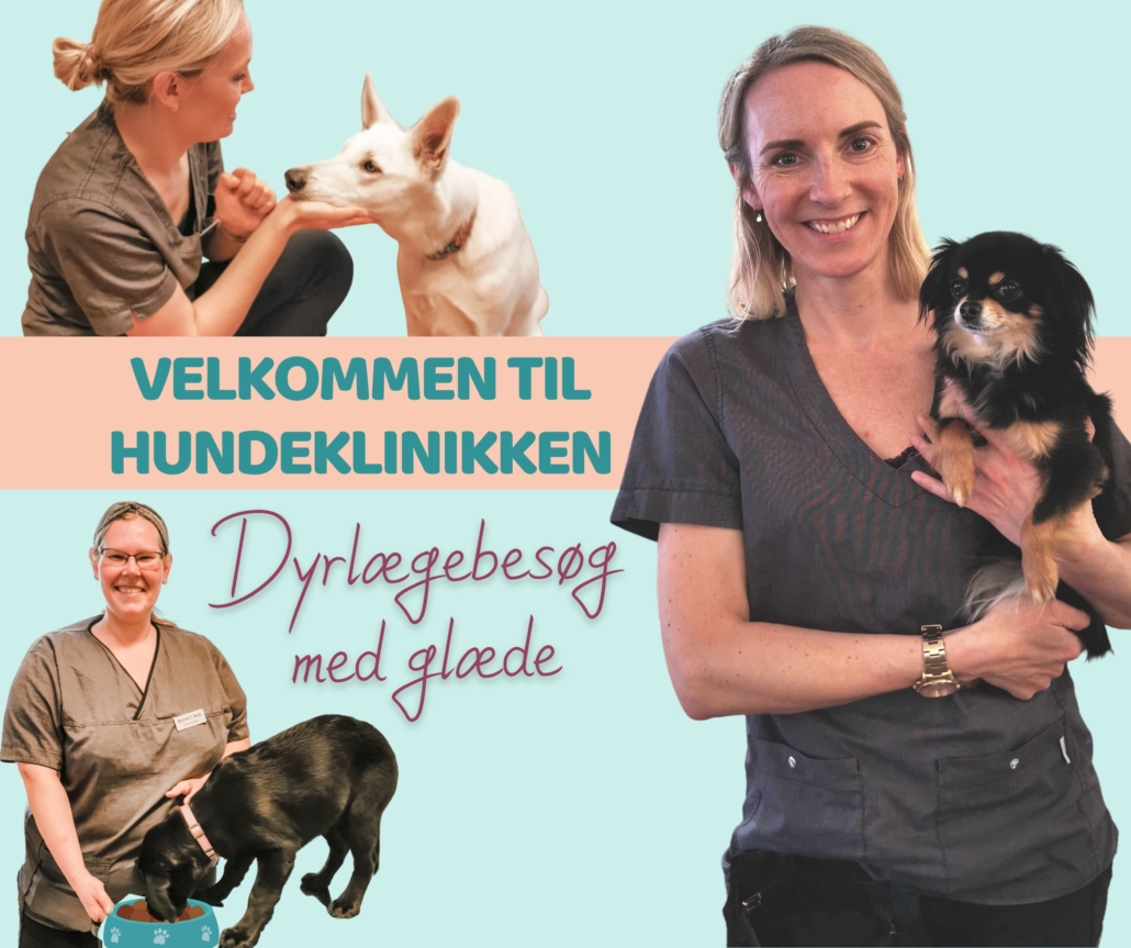 Velkommen til Hundeklinikken en dyrlæge nær Hellerup kun for hunde