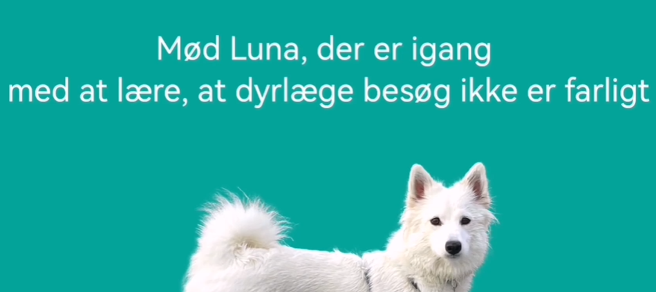 utryg ved dyrlægebesøg