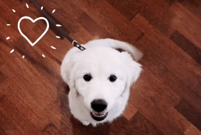 Kan du huske hunden Manon?