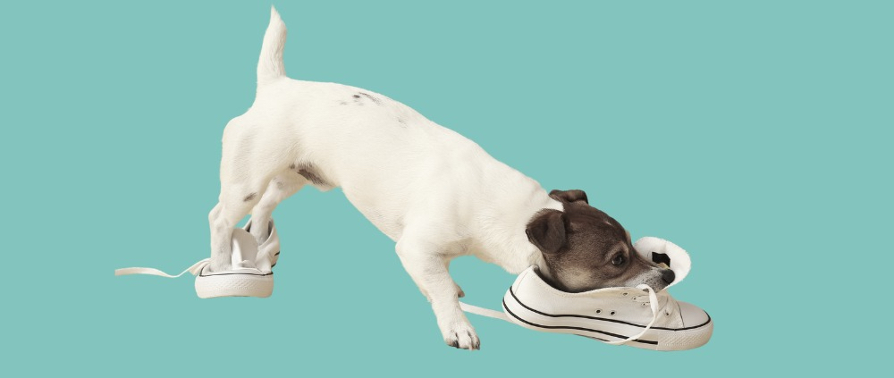 Hund bider i sko. Et adfærdsproblem, der kan arbejdes med.