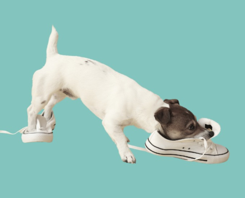 Hund bider i sko. Et adfærdsproblem, der kan arbejdes med.