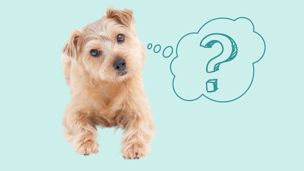 Vedholdende planer Hvile Hvilke vacciner skal min hund have? - Hundeklinikken