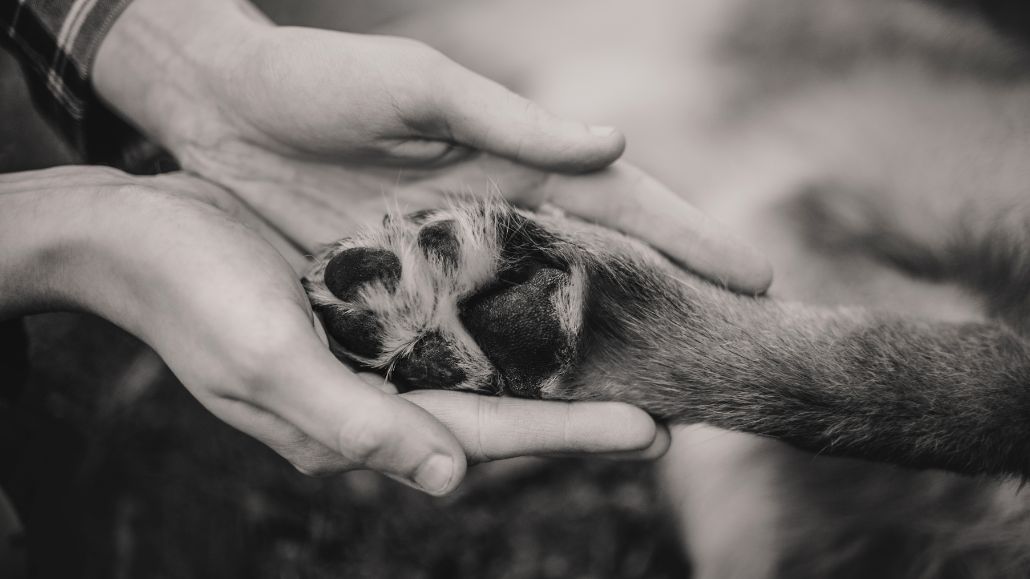 flyde sponsoreret Valnød Aflivning af hund - Sig farvel i trygge rammer i Hundeklinikken