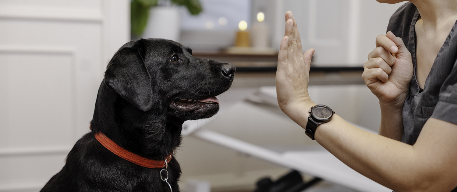 Blogindlæg om hunde og stressfri hånd viser high five til hund