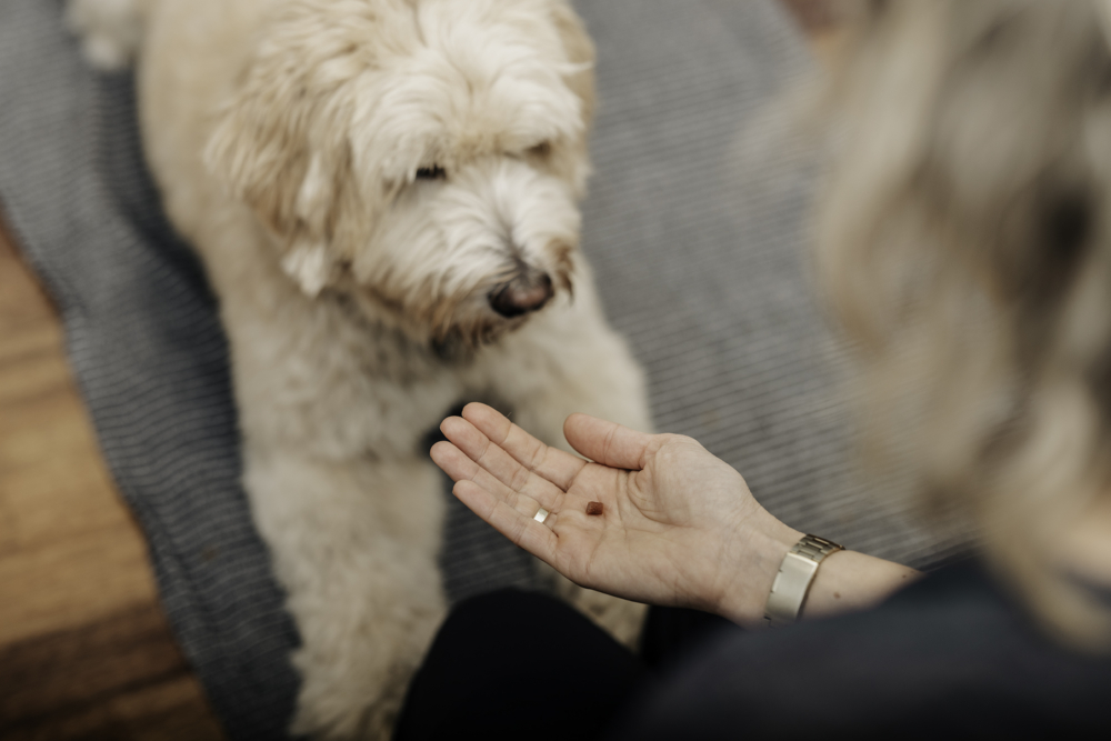 Kontakt Hundeklinikkens dyrlæge, som her giver godbidder til hunde
