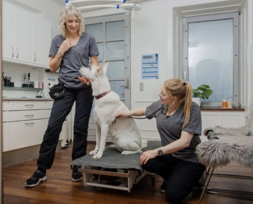 Konsultation i Hundeklinikken dyrlæge undersøger med stetoskop ud fra stressfrie principper