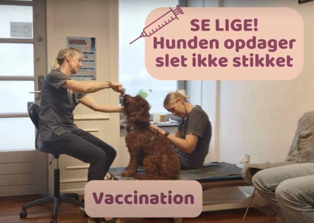 Hundeklinikken vaccination