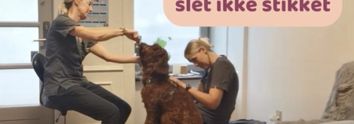 Hundeklinikken vaccination